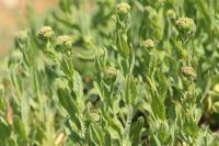 Lepidium draba