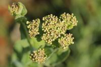 Lepidium draba