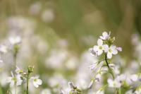 Cardamine pratensis