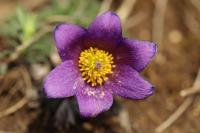 Pulsatilla vulgaris