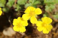 Potentilla verna