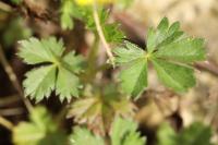 Potentilla verna