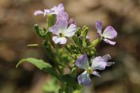 Raphanus raphanistrum