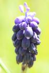 Muscari neglectum