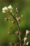 Capsella bursa-pastoris