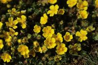 Potentilla verna