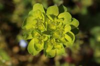 Euphorbia helioscopia