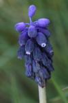 Muscari neglectum