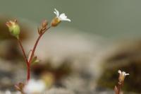 Saxifraga tridactylites