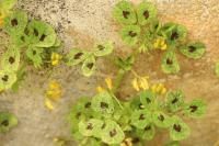 Medicago arabica