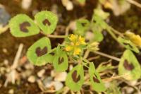 Medicago arabica