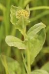 Lepidium draba