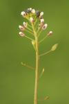Draba muralis