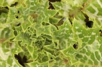 Silybum marianum
