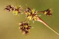Luzula campestris