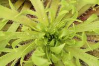 Plantago coronopus