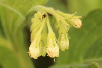 Symphytum officinale
