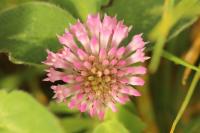 Trifolium pratense