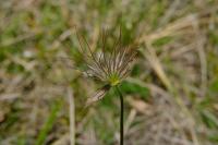 Pulsatilla vulgaris