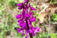 Orchis mascula