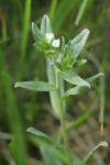 Buglossoides arvensis