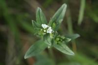 Buglossoides arvensis