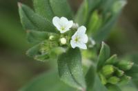 Buglossoides arvensis