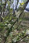 Prunus padus