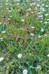 Rumex acetosella