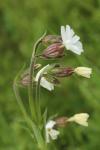 Silene latifolia