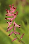 Fumaria officinalis