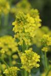 Barbarea vulgaris