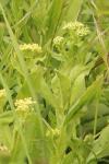 Lepidium draba