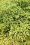 Conium maculatum