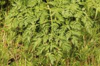 Conium maculatum