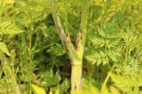Conium maculatum