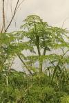 Conium maculatum