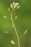 Draba muralis