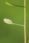 Draba muralis