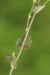Draba muralis