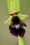 Ophrys insectifera