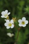 Saxifraga granulata