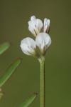 Ervilia hirsuta