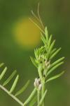 Ervilia hirsuta