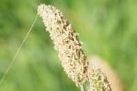 Alopecurus pratensis