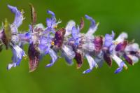 Ajuga reptans