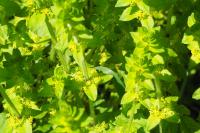 Cruciata laevipes
