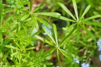 Galium aparine