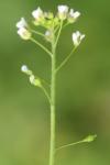 Thlaspi alliaceum