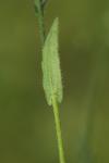 Thlaspi alliaceum
